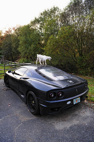 Illustration for article titled Damn Goats, Always Getting Their Hoof-marks On My Ferrari